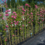 Ruža banksova (Rosa Banksiae) ´ROSEA´ - výška 110-150 cm, kont. C3L